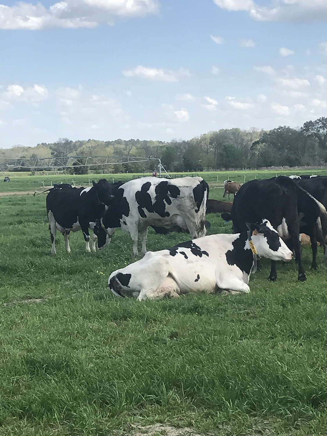 recognizing-heat-stress-in-dairy-cattle-a-scoring-system-to-help